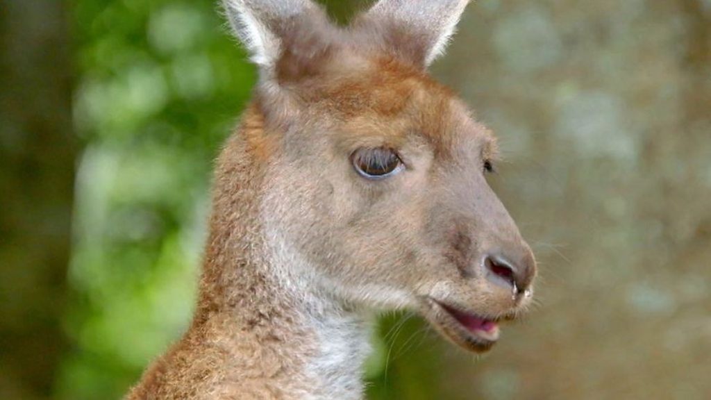 The Big Question Why do kangaroos only live in Australia? BBC Newsround
