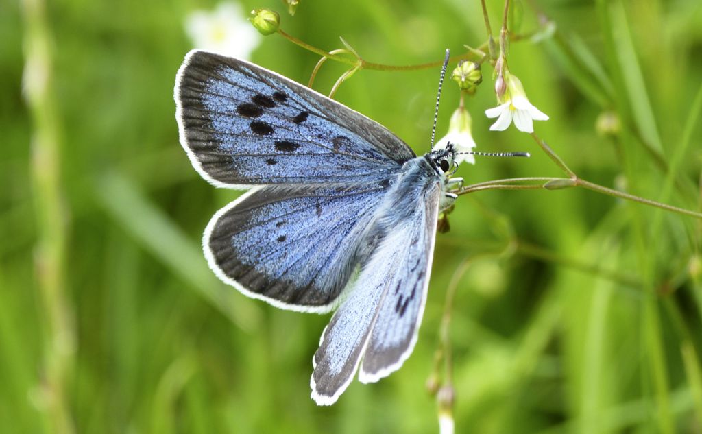 Large blue butterfly