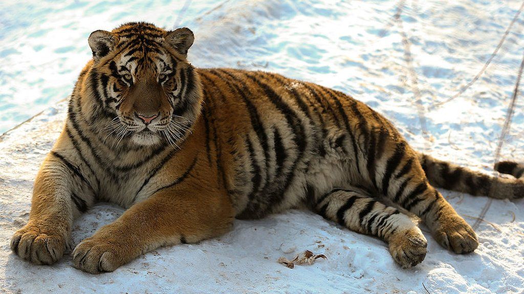 A Siberian tiger lies on the snow in its enclosure at the Siberian Tiger Park on 6 January 2014 in Harbin, China.