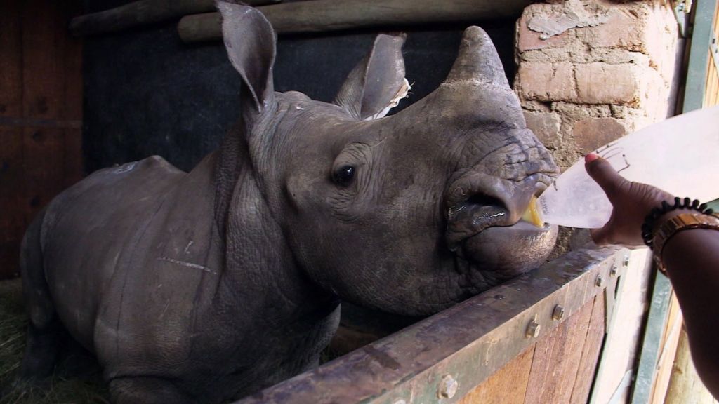 Defending the Rhino: Baby rhino survives poaching attack - BBC Newsround