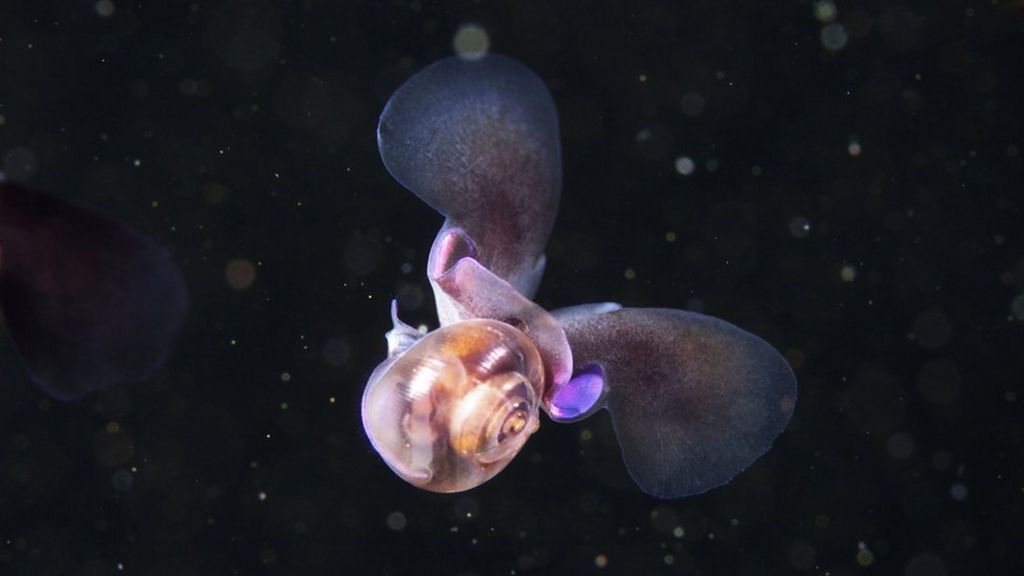 Tiny Sea Snail Swims Like A Bee c News