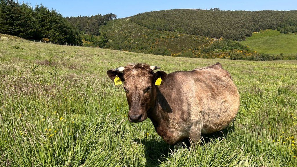 Pasture reared cow