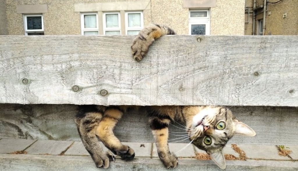 Comedy Pet Photo Awards: Hilarious photos of pets doing the funniest things  - BBC Newsround