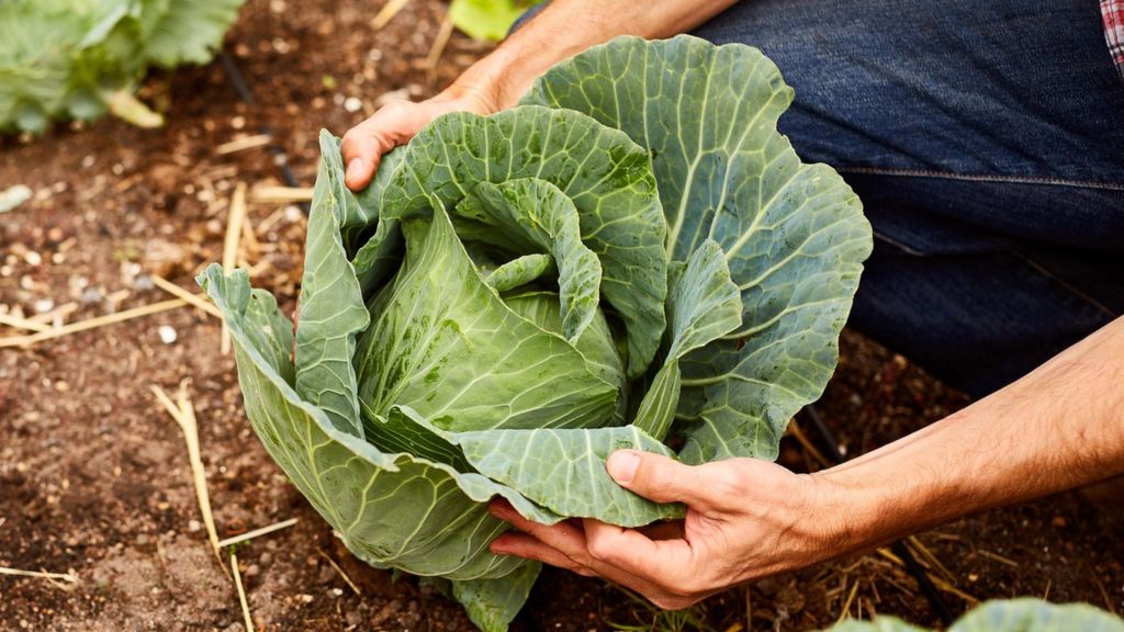 How the humble cabbage can stop cancers BBC News