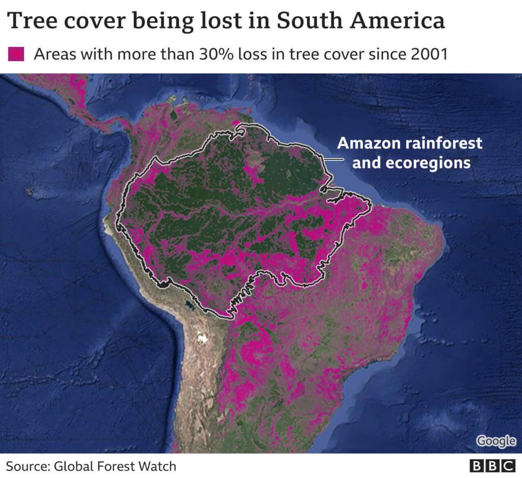 Tree cover being lost in South America