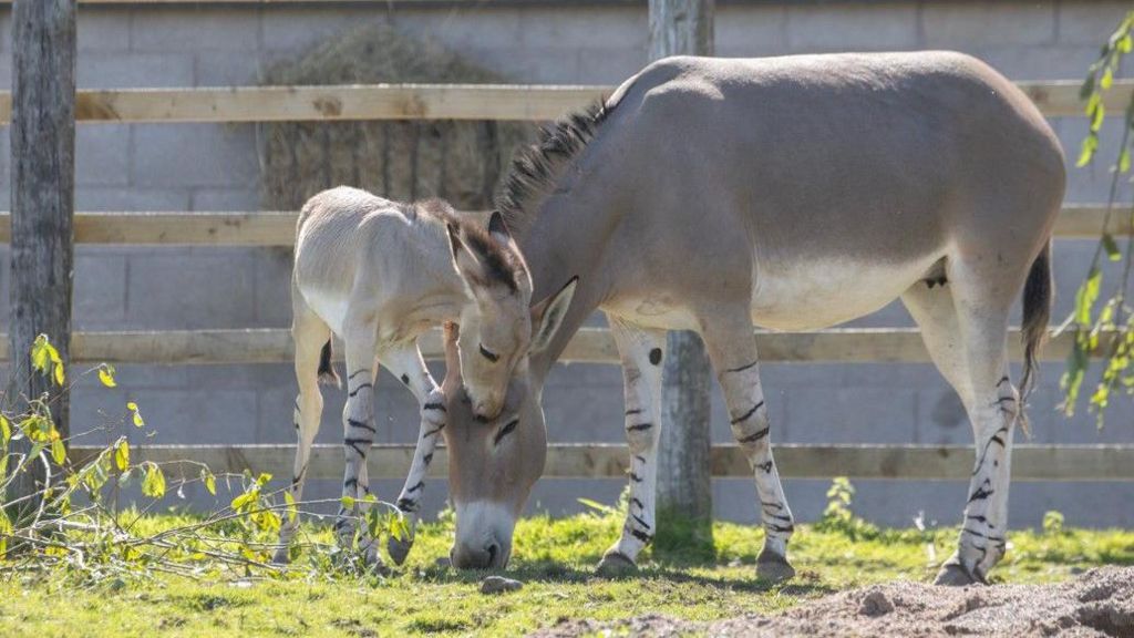 The foal stands close to its mother, with its head resting on her head and she eats grass in their enclosure