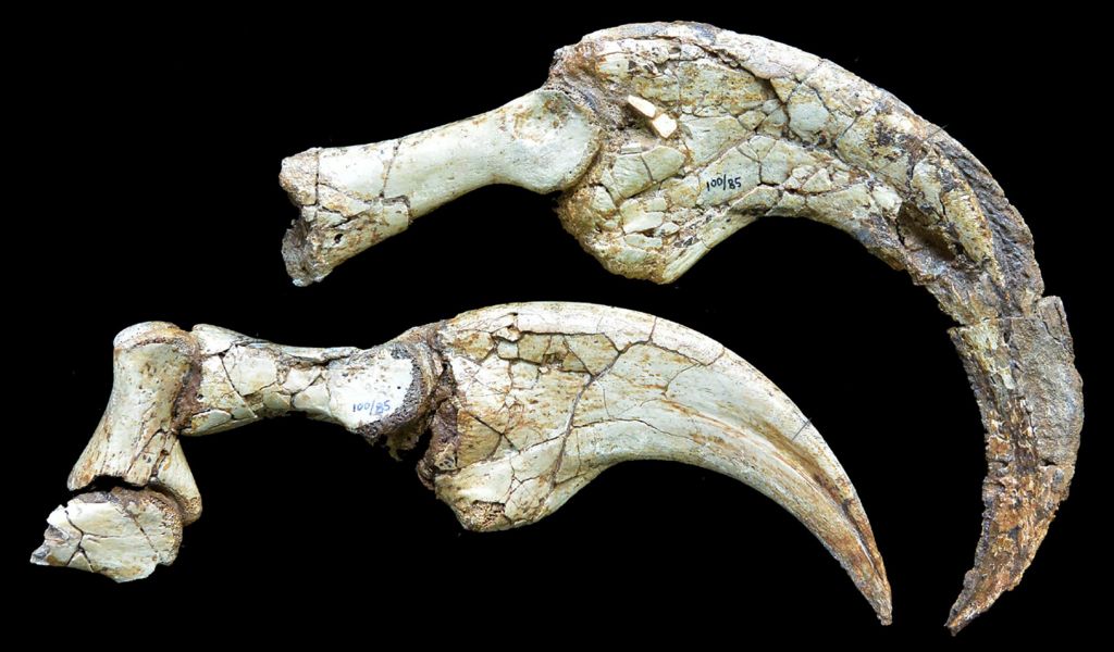 Two whitish-green fossils with multiple cracks, of hooked dinosaur claws against a black background