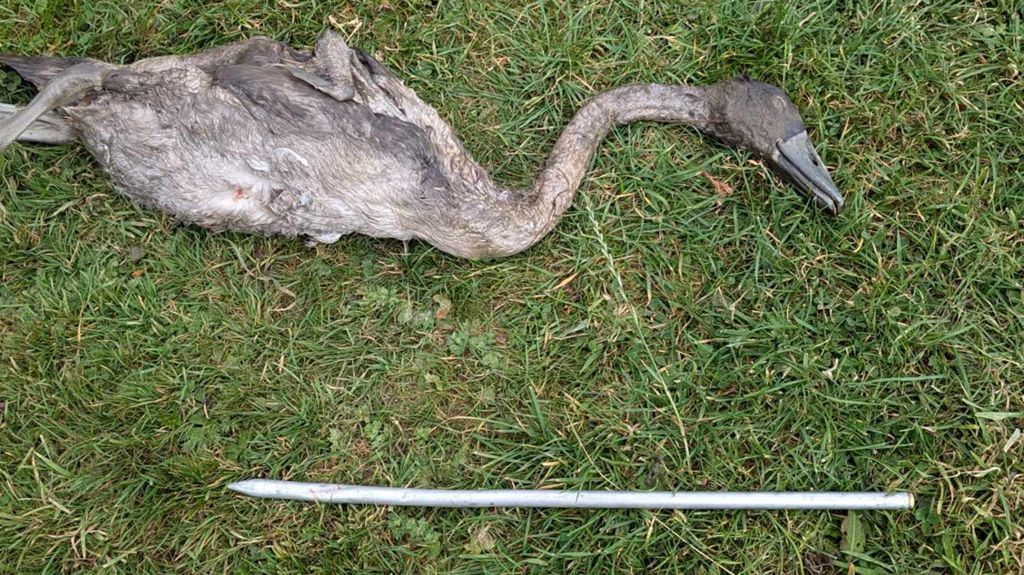 The body of cygnet swan that was found near a Derbyshire lake