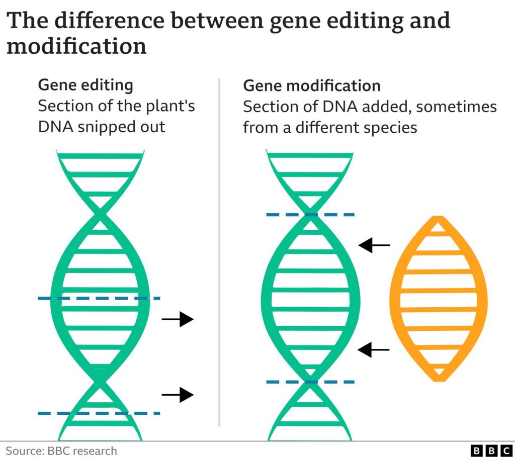graphic describing difference between gene editing and genetic modification