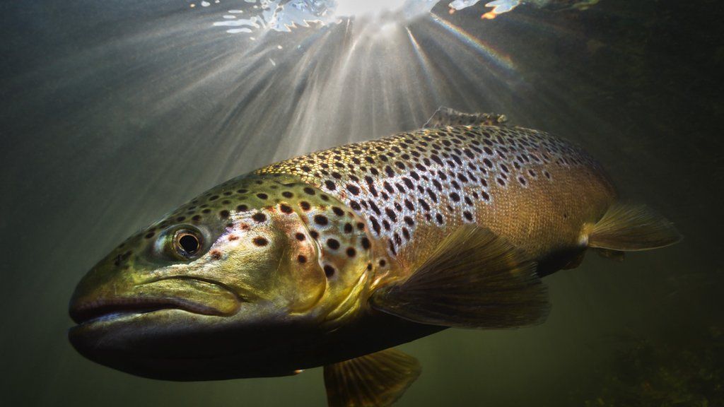 Brown trout (scientific name Salmo trutta) hunting in the margins of the river Test, a UK chalk stream river in southern UK.