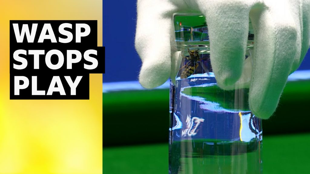 Watch: Wasp interrupts Masters snooker match