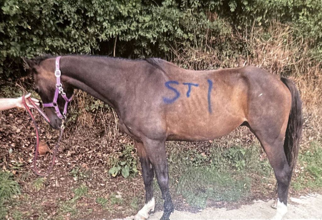 Horse pictured at Family Nest Equine Therapy