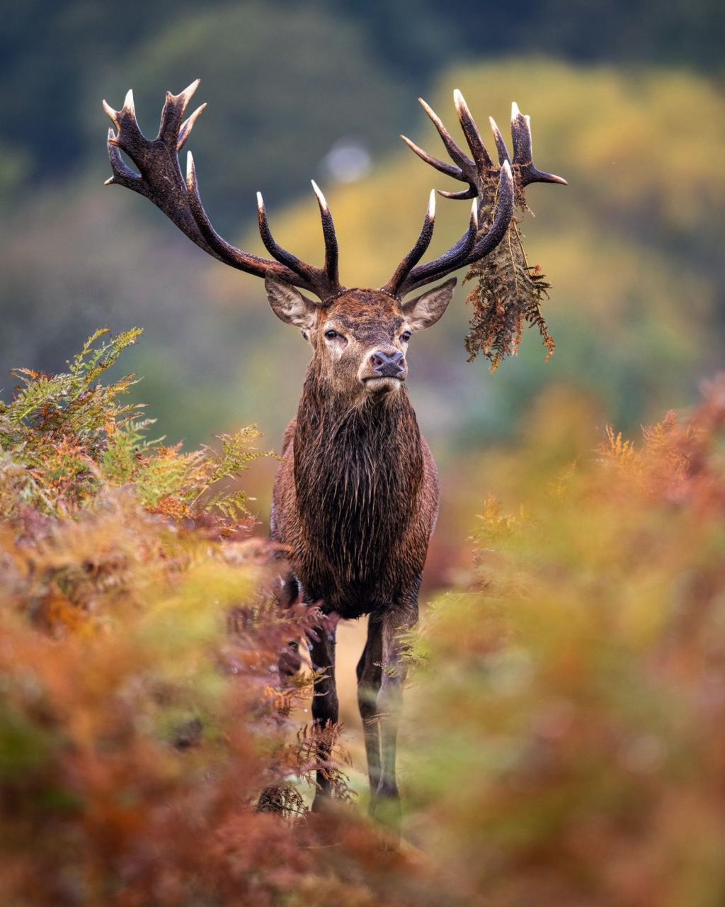 A stag stands in the bracken with leaves on its antlers