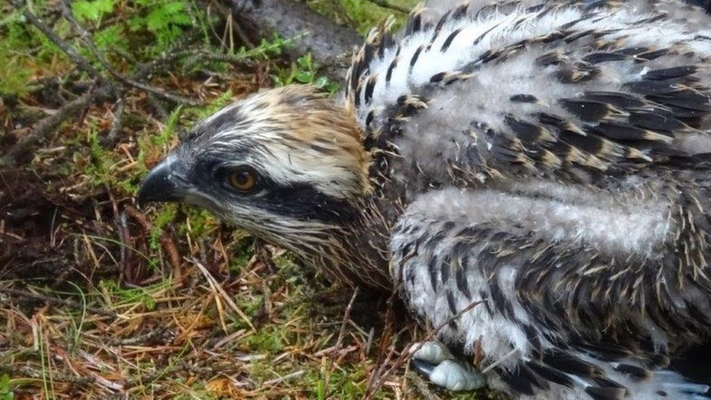 Scottish osprey chicks moved to Spain