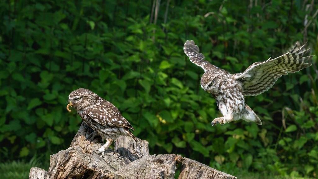 One owl on a tree stump and another flying into shot 