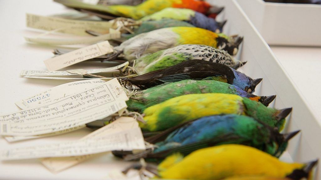 When birds hit planes, the outcomes can be deadly. This lab tries to prevent future collisions.