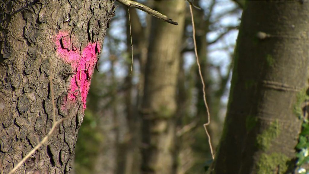 Ash tree marked with pink paint