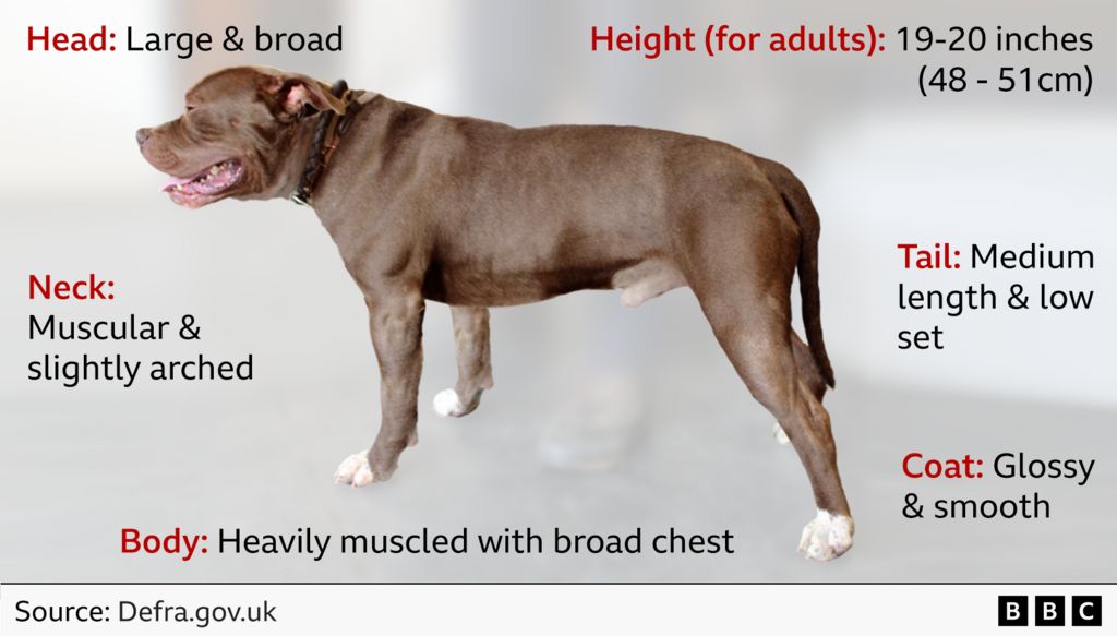 A image of an adult sized XL bully explaining its characteristics and different body parts. It describes what the head, neck, body, coat and tail looks like 