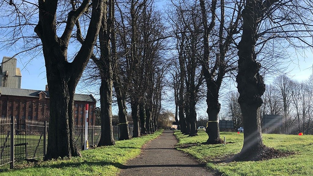 Row of lime trees in Wellingborough, Northants