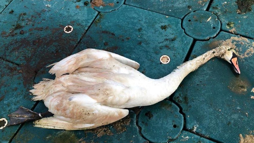 Swans that have starved to death have been found along the Thames.