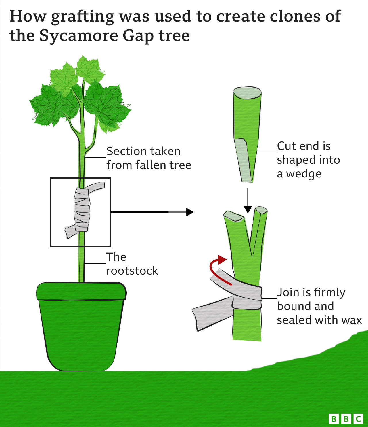 Graphic showing the grafting process where a section from a tree is inserted and bound into a rootstock from another tree to create a genetic clone.