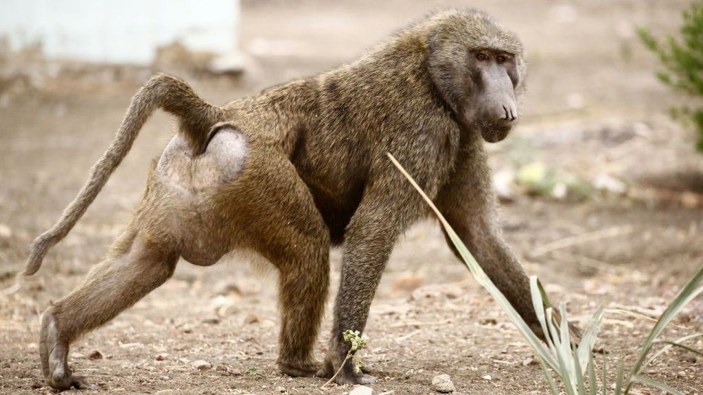 A baboon walking while looking towards the camera