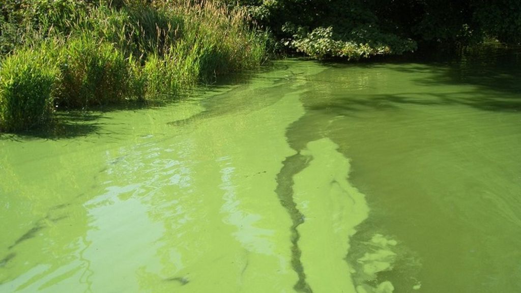 toxic-blue-green-algae-warning-for-dog-owners-and-swimmers-bbc-news