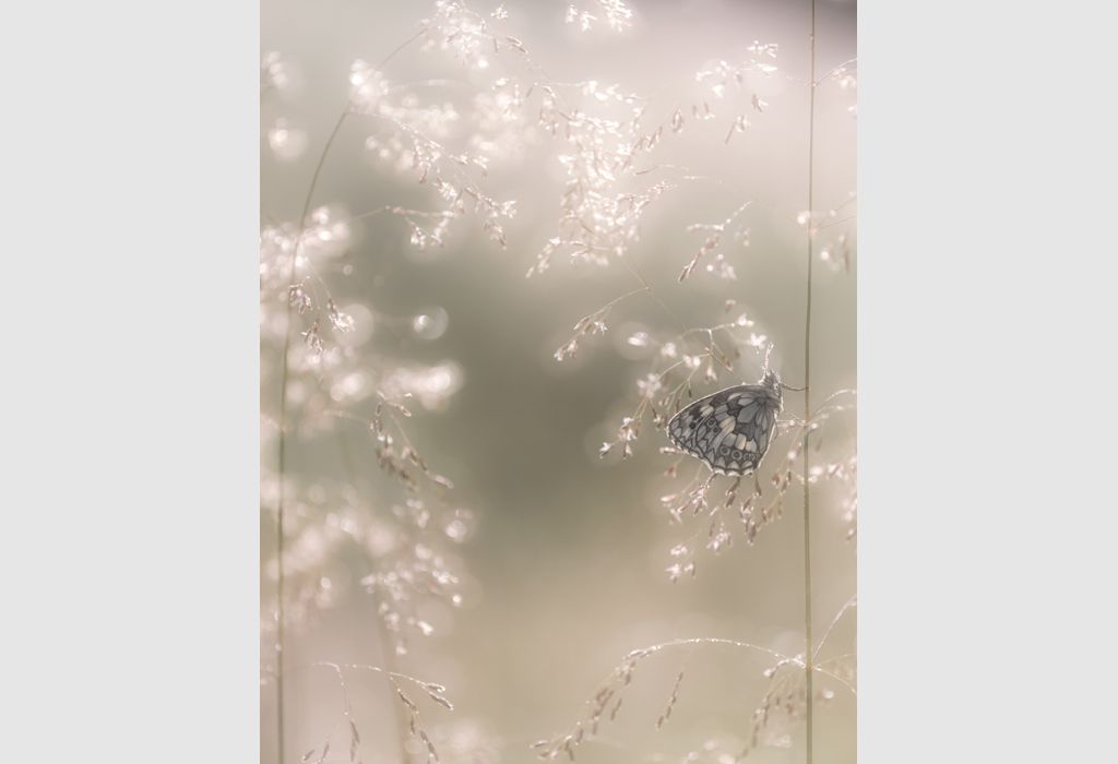 Marbled White Butterfly by Ross Hoddinott