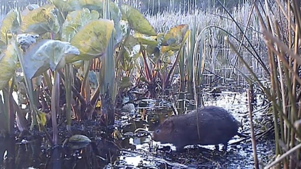 The water vole's Warwickshire comeback