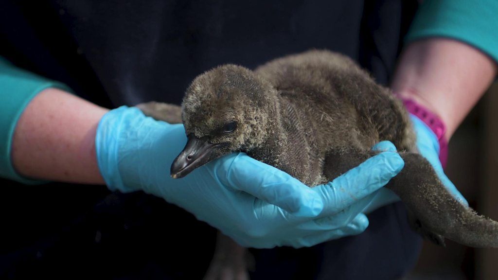 Meet the penguins named after NHS heroes BBC Newsround(01)