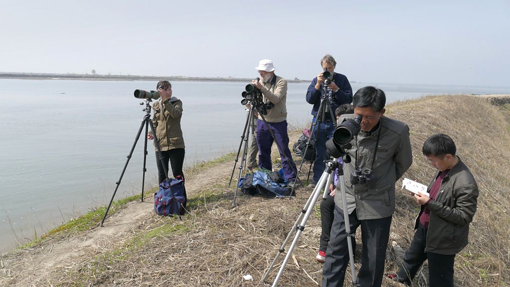 Looking for shorebirds at wetland in Mundok, North Korea