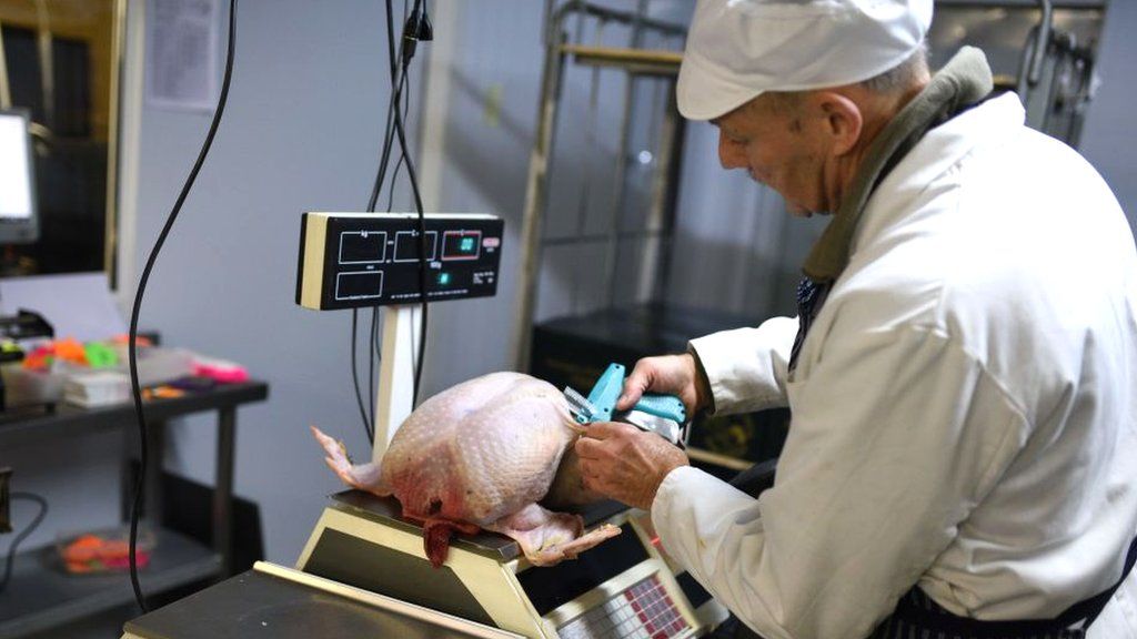 Poultry worker weighing a turkey