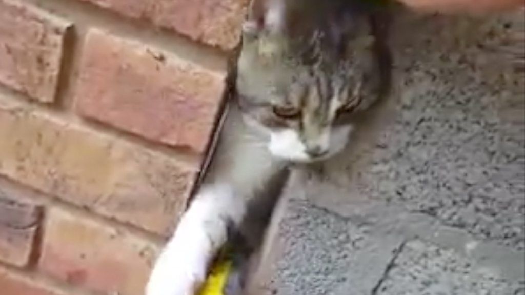 Cat freed after being stuck in wall