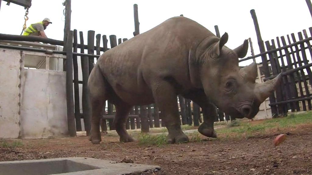 Eastern black rhino