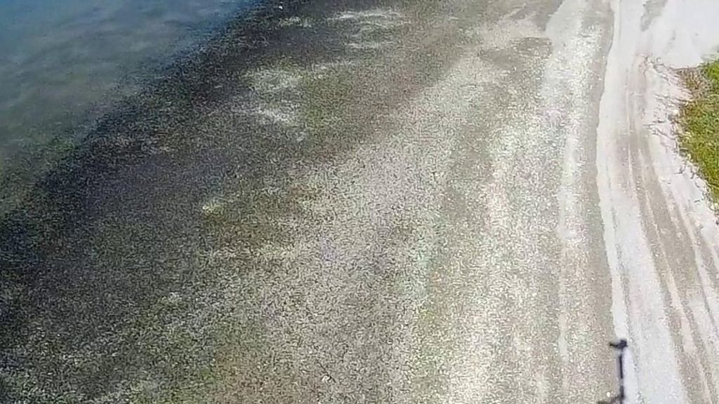 Snail invasion on Florida beach BBC Newsround