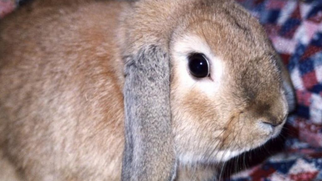 Tips to keep your rabbit healthy BBC Newsround