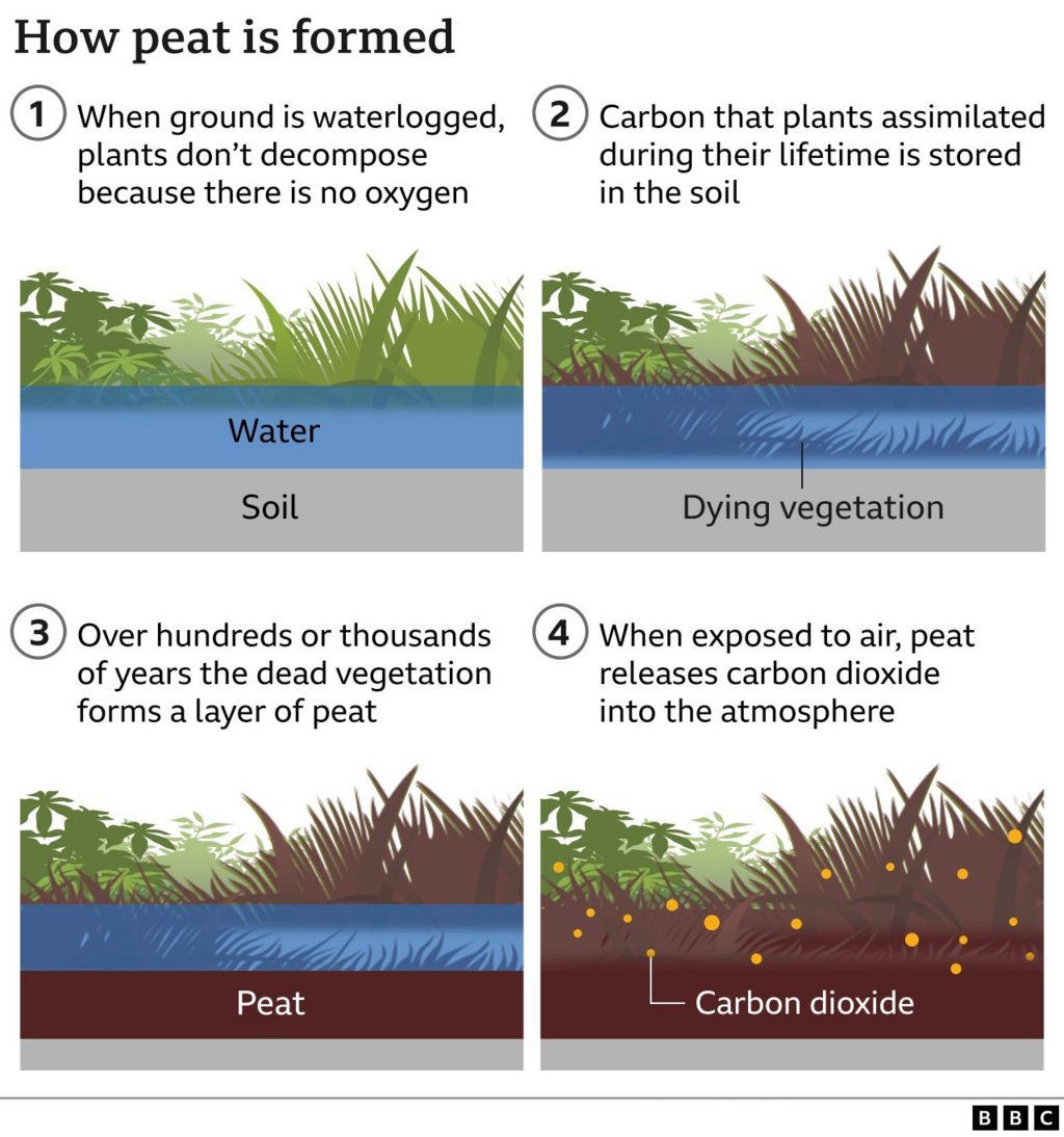 graphic showing in four stages how peat is formoed