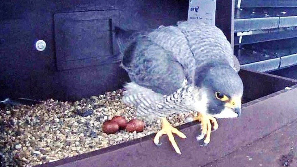 Camera Set Up To Monitor Newly Bonded Falcon Parents Bbc News