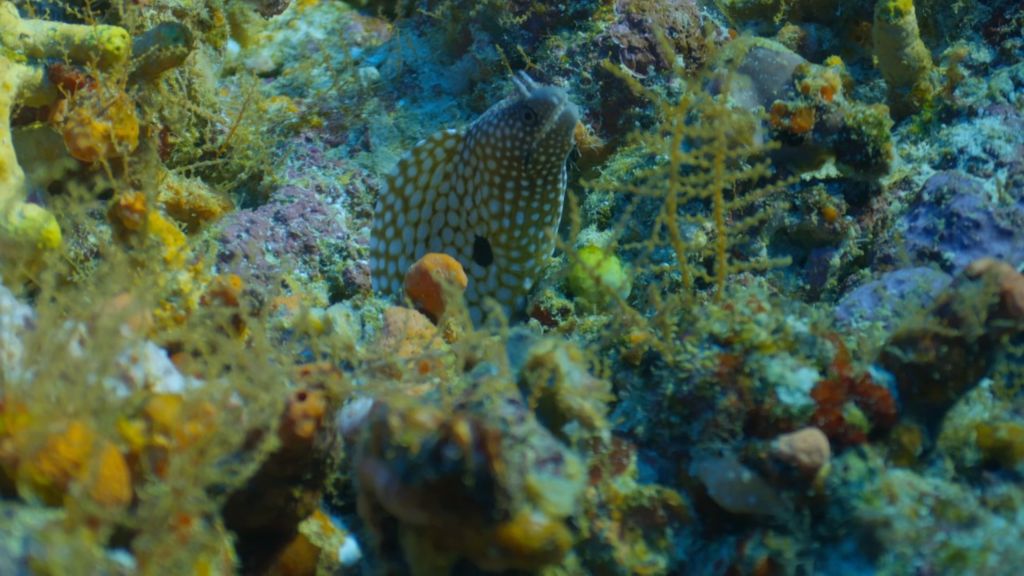 An eel nestling among the red algae of the reef