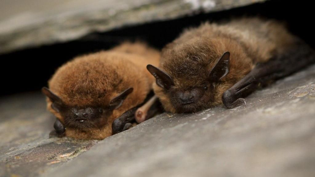 Two common pipistrelle bats on a stone ledge