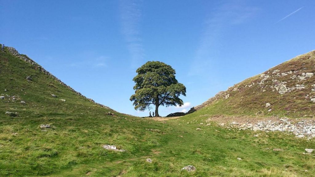 A tree stands in a dip between two hills on a blue sky day