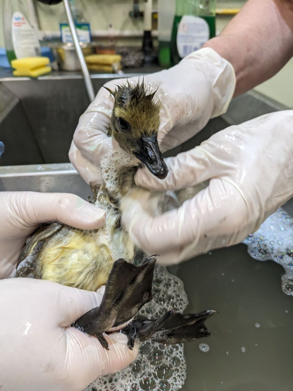 A gosling being bathed to removed oil from its feathers