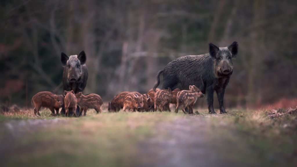 Wild boars