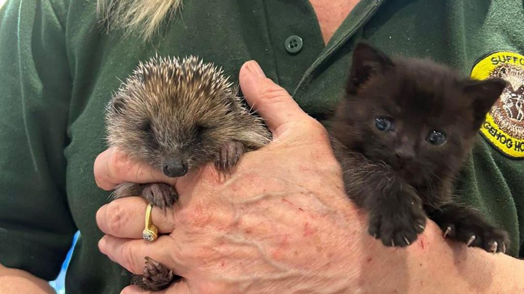 A Suffolk Hedgehog Hospital team member with a hedgehog and kitten