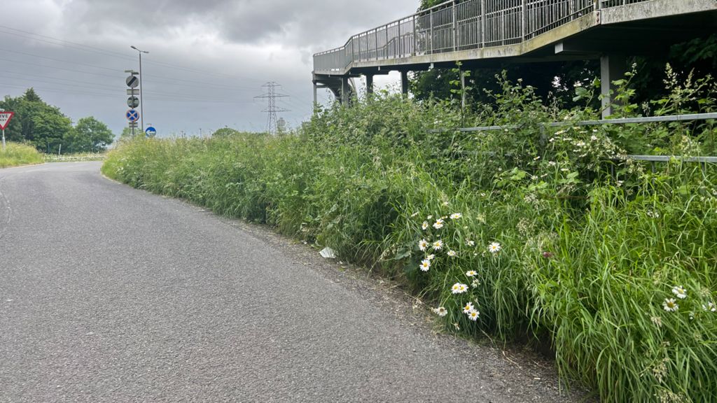 Long grass