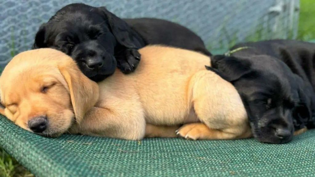 Three puppies sleep on a green bed, they are cuddled up together with a golden labrador puppy at the bottom, a black labrador puppy cuddling around the golden labrador's tummy and another black labrador curled up by the golden labrador's back legs