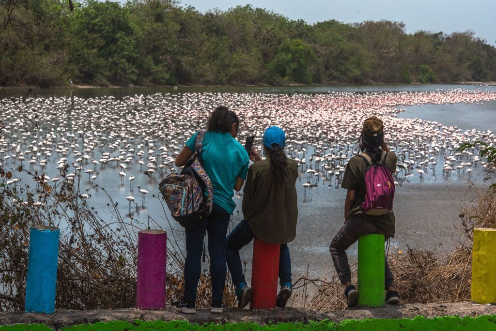 NAVI MUMBAI, INDIA - MAY 14: People come to watch flock of Flamingoes inside a pond on the occasion of World Migratory Bird Day at DPS Lake, on May 14, 2022 in Navi Mumbai, India. (Photo by Pratik Chorge/Hindustan Times via Getty Images)