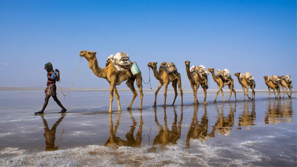 A close-up of a camel on the left with what looks like pursed lips as it arrives at at watering point during a drought near the Kenya-Ethiopia border. To the right out of focus is another camel.