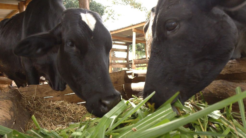 The farmer helping to cut cow farts