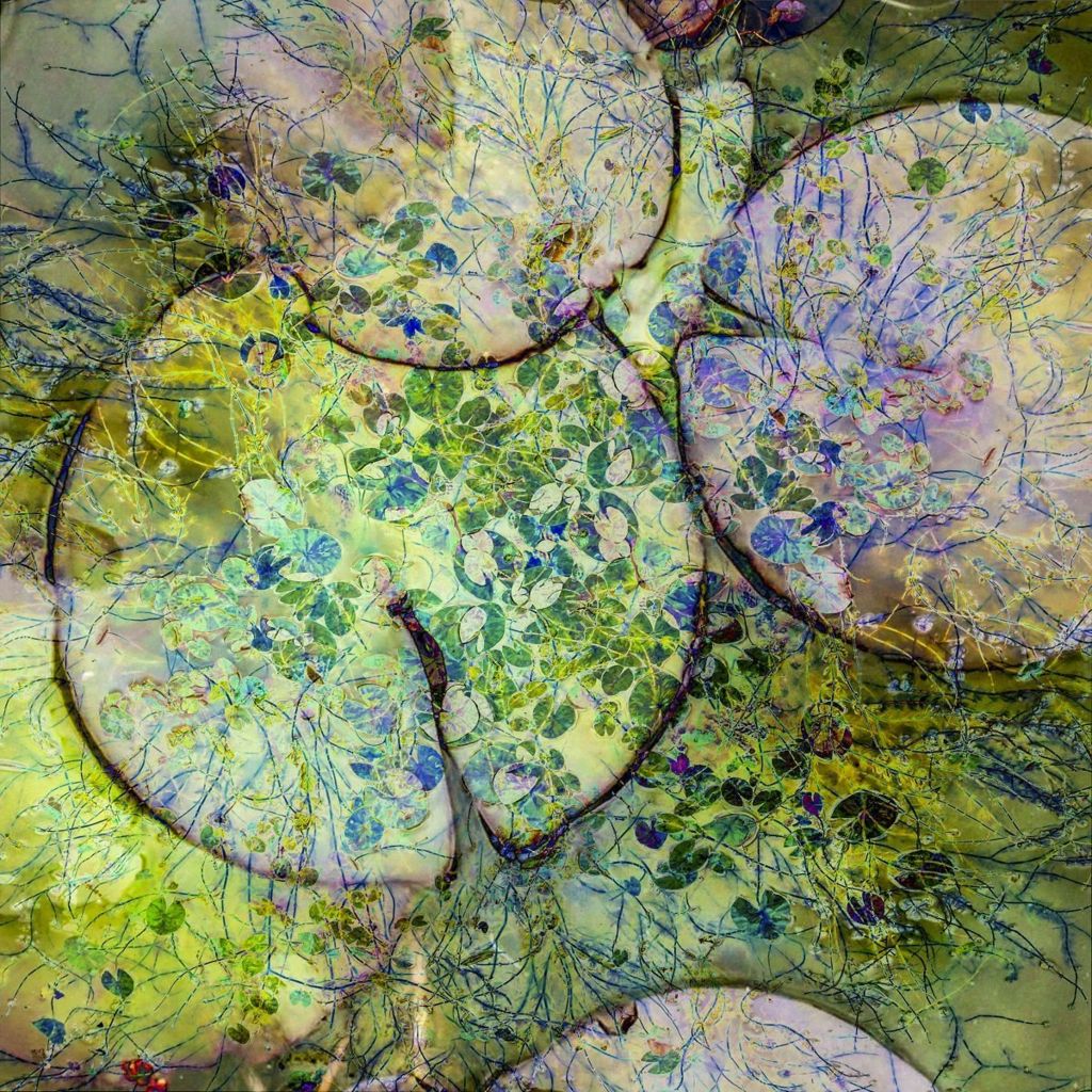 A composite photo showing lily pads in green and purple colours